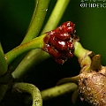 Ceriops australis (Smooth-fruited Yellow Mangrove) in Aeroglen<br />Canon KDX (400D) + EFS60 F2.8 + SPEEDLITE 380EX